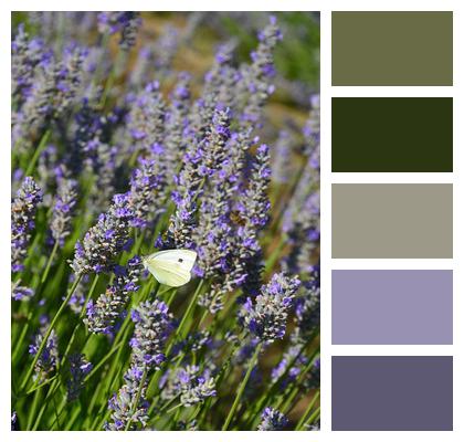 Lavenders Flowers Lavender Field Image